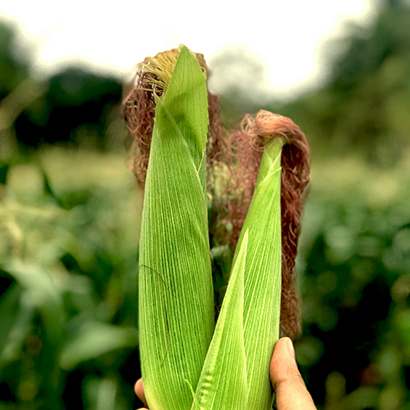 Organic vegetable harvest