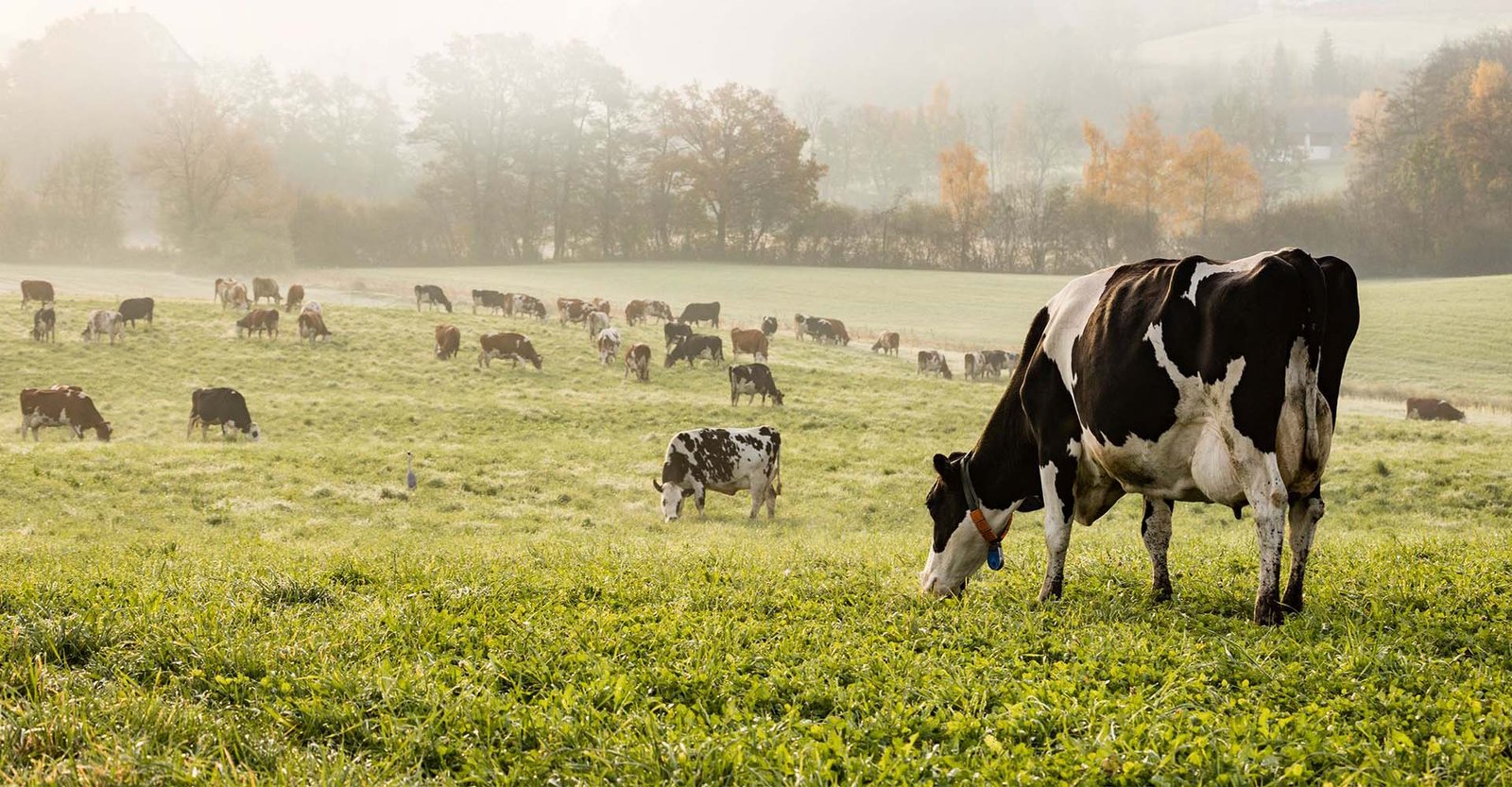 Farm2GrowUp Order Page
